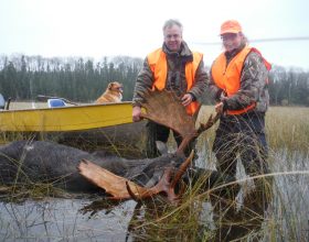 Pardington bull hunt